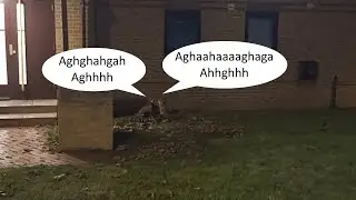 Crazy Kingston Foxes Fighting & Screaming Like Humans