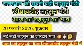 20 February 2026 शुक्रवार, छीपाबडौद लहसुन मंडी में नई ऊटी लहसुन का भाव, Aaj ka Ooty Lahsun ka Bhav |
