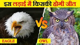Eagle और owl की लड़ाई में किसकी होगी जीत? | Fight Between Eagle and Owl