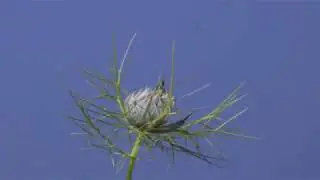 Time lapse Love in the mist. Nigella flower opening