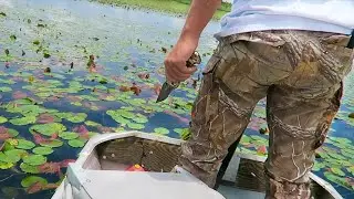 GIANT ALLIGATOR SPOTTED!!