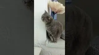 Работать пришла?#дусятыагрегат ,#котикиспасутмир