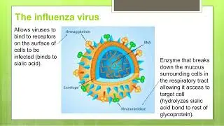 Antiviral Medications