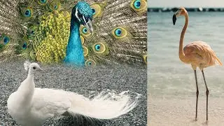 Beautiful Birds Compilation Video 2020 l Nature & Wild Life Video