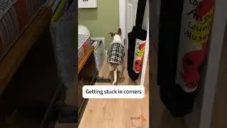 What does senior dog dementia look like?