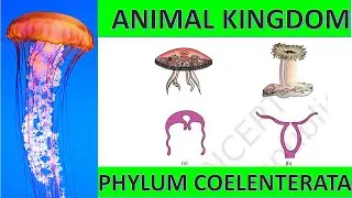 Phylum Coelenterata or Cnidaria: Class 11 (Biology)