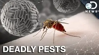 What Makes Mosquitoes The World's Most Dangerous Animal?