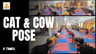 Cat & cow pose #catcowpose #viralyoga #yogainsipiration
