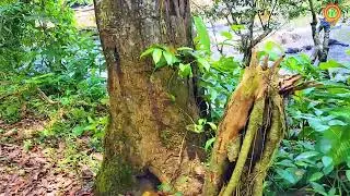 Mozes Kreek | West Suriname | 2024 | Sipaliwini | Food And Travel