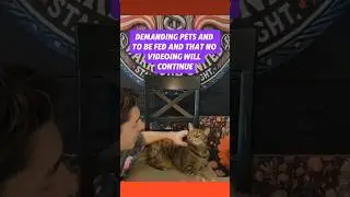 Pets - God's Gift To Us  #cpwu #chronicpain #therapyanimals #pets #petslove #unconditionallove