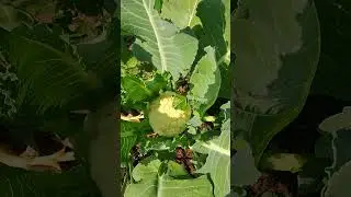#Farming#Organic#organic#cow#dung#natural