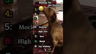Ranking The Best Dogs Acting Like Humans