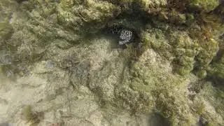 Ko Lanta, mureena on n&auml;tti fisu!!!