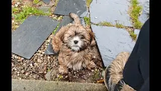 C'est l'heure du d&eacute;part pour les chiots de Suzy-chu, mais ils restent en Bretagne !