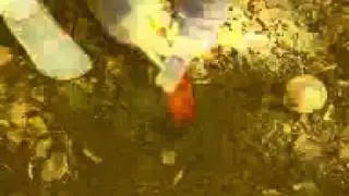 jabłko