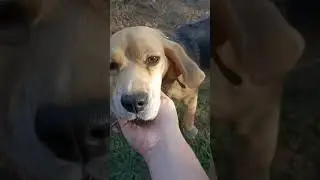 Beagle ❤️ #beagle #nature #healing #happiness #peaceful #joyful