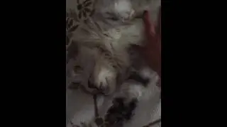 Schmuse Katze