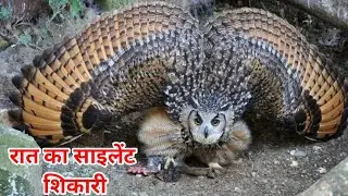 उल्लू का व्यवहार | Owl Hunting Secrets 🦉 | Night&rsquo;s Silent Killer Explained in Hindi