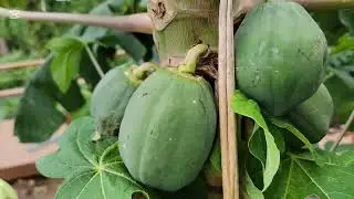 View nature 