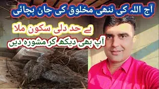 (781)Life saving activity for A little creature of Allah/Animal success 