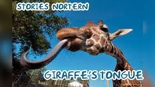 Giraffe's Tongue - Stories Northern