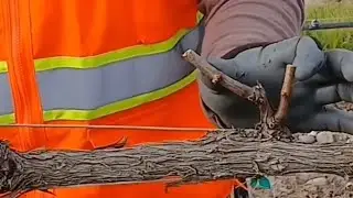 Poda de una guía en la uva #trabajosdecampo #trabajando #poda