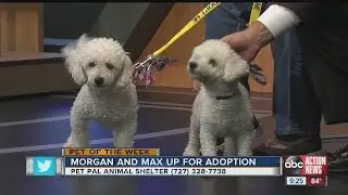 Pets of the week: Max & Morgan are bonded pair of Bichon Frise dogs who need to be adopted together