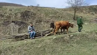 Забытый транспорт прошлого столетия. Запрягаем быков!