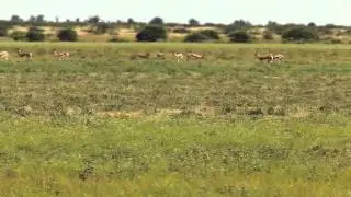 springboks pronking