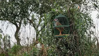 【 𝐂𝐚𝐳𝐚 𝐜𝐨𝐧 𝐏𝐞𝐫𝐝𝐢𝐳 𝐲 𝐑𝐞𝐜𝐥𝐚𝐦𝐨 】, Reclamos y perchas en Los Calamorros (Alosno) HUELVA, Documental