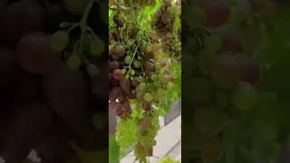 2023 grape farming fail. Harvest before nature harvests for you.