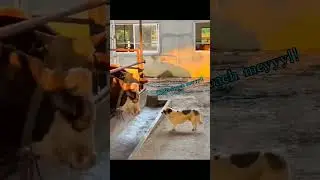 Funny Epic Furry Friend moments #shorts
