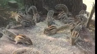  #squirrel #qutesquirrel #animalslove  #birdsounds  #trending #youtubevideo .
