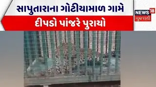 Dang Leopard Captured | સાપુતારાના ગોટીયામાળ ગામે દીપડો પાંજરે પુરાયો | Gujarat Forest Department