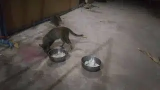 feeding stray cat near my home #catvideos #cat #kitten #animals #shortvideo #shorts