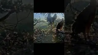 Almet's Stroboscopic Wing-Flapping Fails to Impress Brother Batyr ☀️🦅 Eagle Family Altynychi 27/7/22