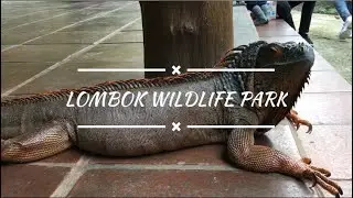 Lombok Wildlife Park Footage