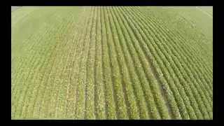 Minier Soybean Plot