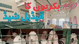 Best Goat Shed Design Both For Summer & Winter