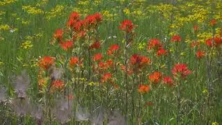 Prairie Smoke & Indian Paintbrush in Carden Alvar Park