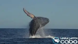 Whale Watch cabo 2018 Los cabos
