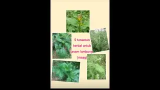 5 tanaman herbal untuk asam lambung / maag