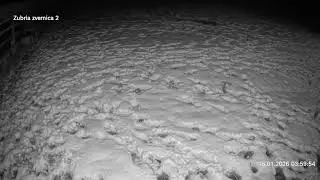 Zubria zvernica (cam213) 18.01.2026 o 04:06