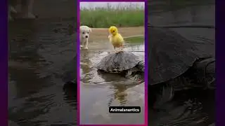 pet friends | #shorts #shortvideo #shortsvideo #youtubeshorts #youtubeshort #viral