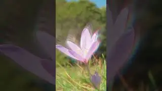 The Top 10 most expensive flowers