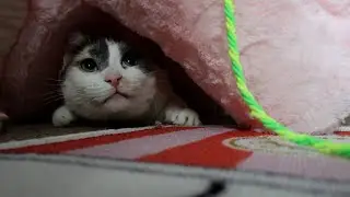 She plays on, around and under chair