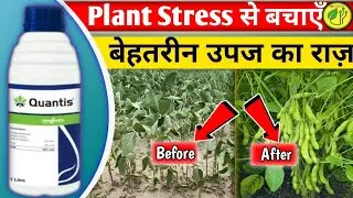 Syngenta Quantis Biostimulant | Plant Stress Se Bachaye | Fasal Me Behtareen Upaj