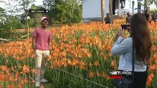Bunga Amaryllis Mekar Dua Kali Setahun - NET YOGYA