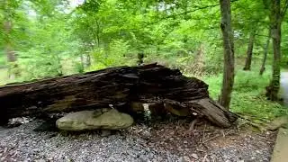Nature Walk Through Pinnacle Mountain State Park