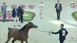 N 230 D JARI   Sharjah International Arabian Horse Festival 2022   Stallions 4 6 Years Old Section B